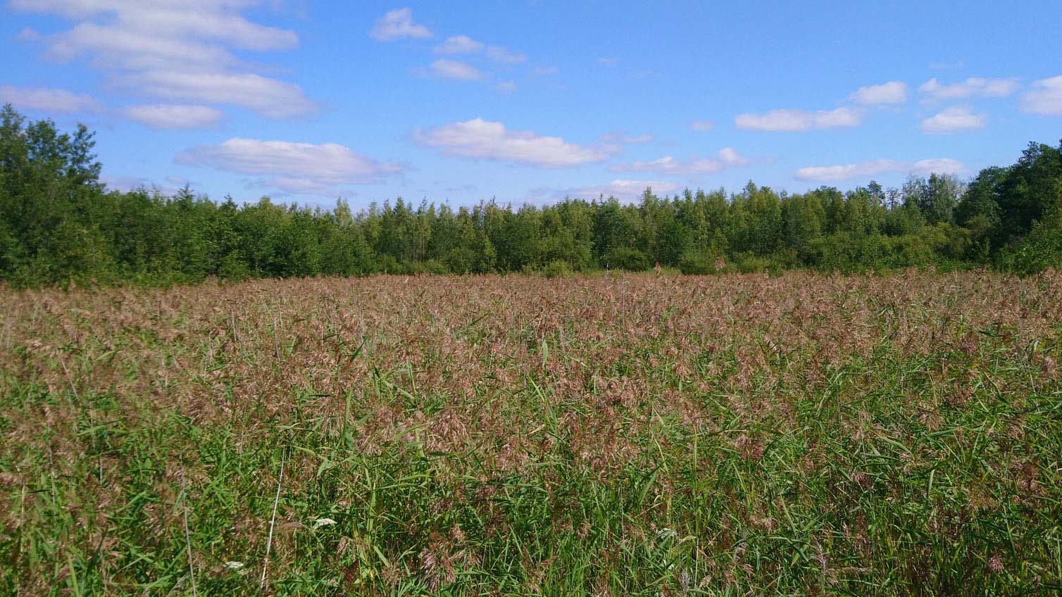 Järviruokoa, taustalla metsää ja taivasta