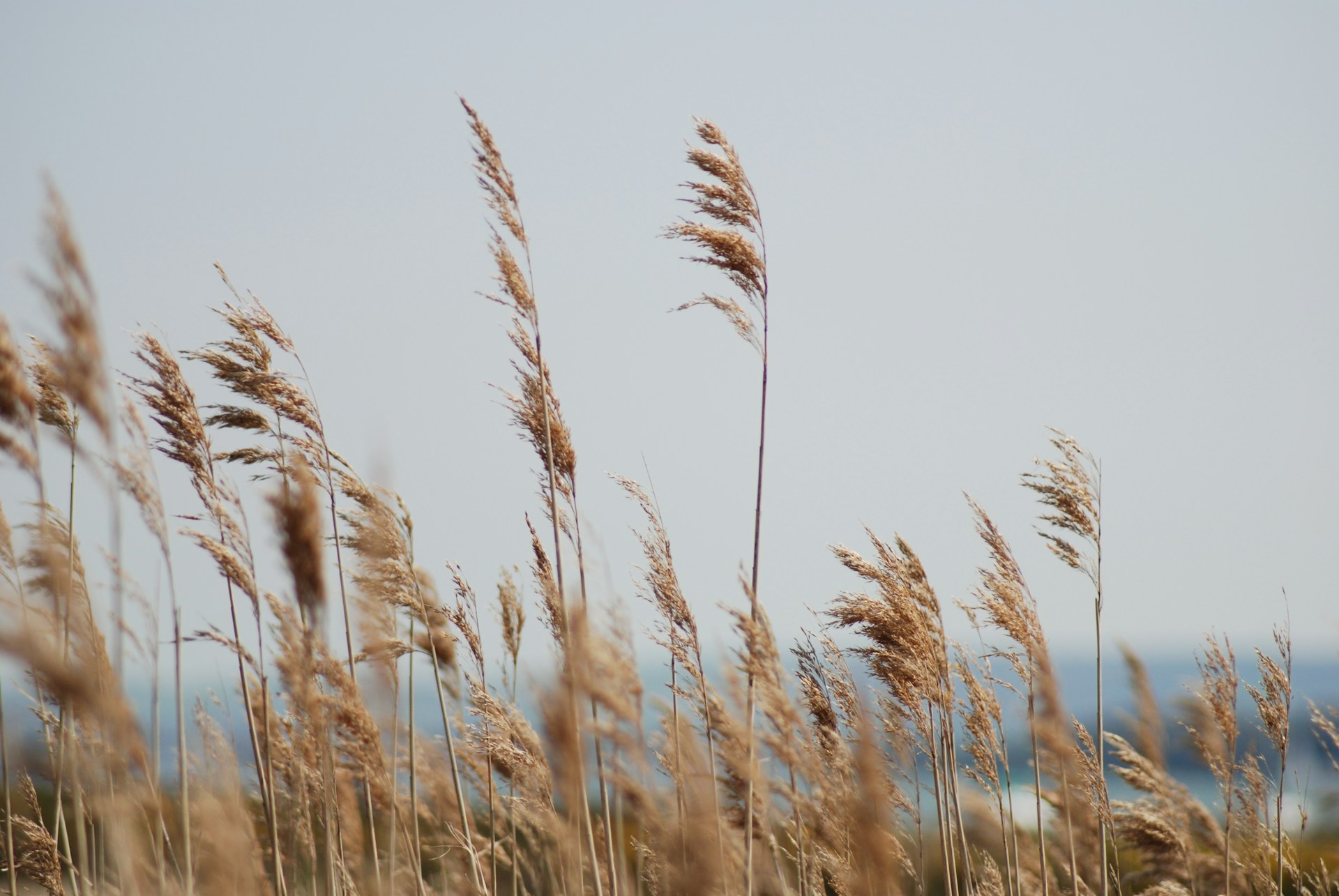 Lake reeds in the foreground of the picture and the sea in the background.