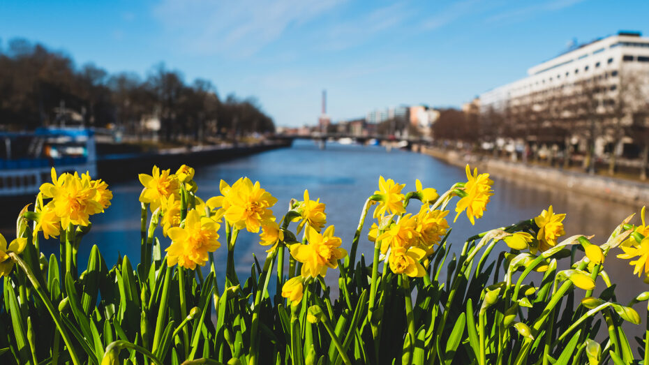 Aura river in Turku with narcissus in the front.