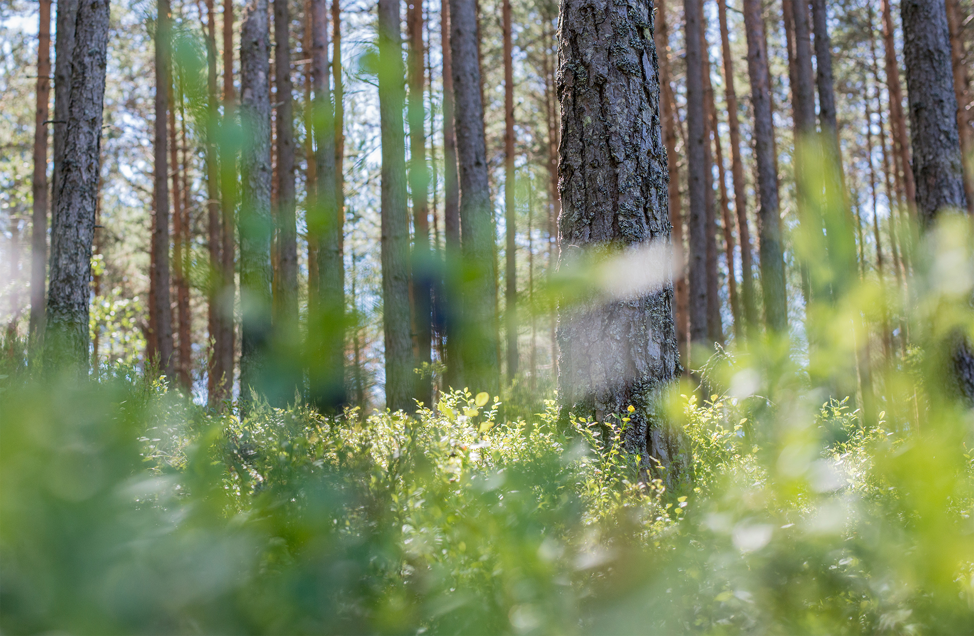 Metsämaisema, männyn runkoja ja vihreitä varpuja.