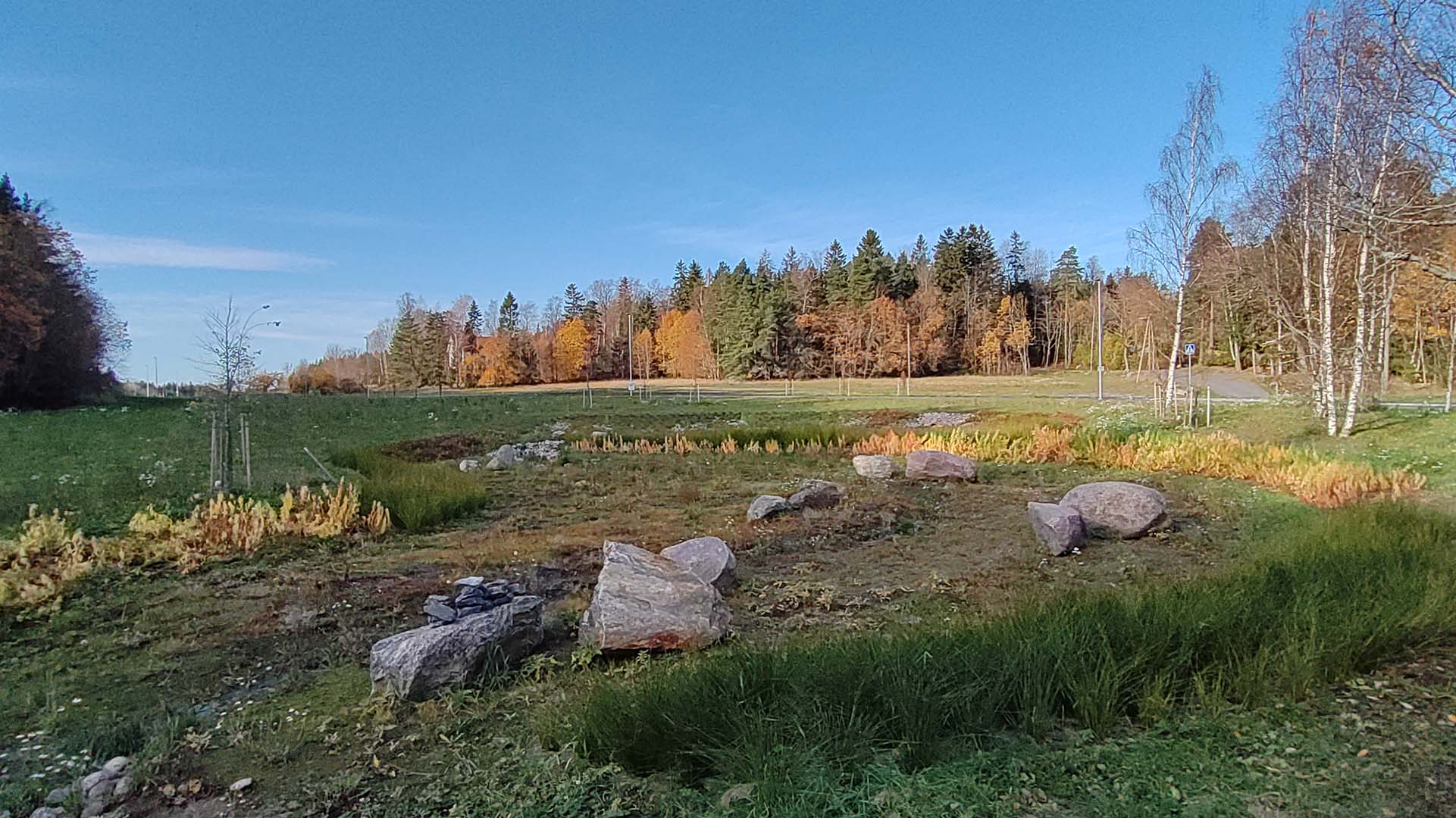 Niittyä, taustalla metsää